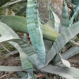 Agave cordillerensis, Lima P1110155.jpg